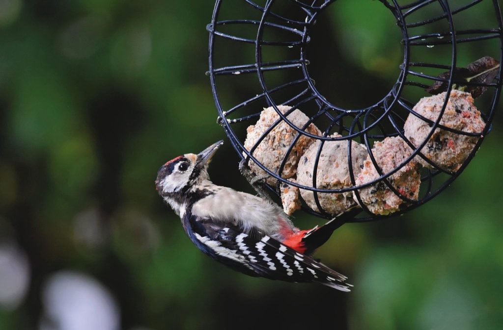 woodpecker, fat balls, bird-7504364.jpg